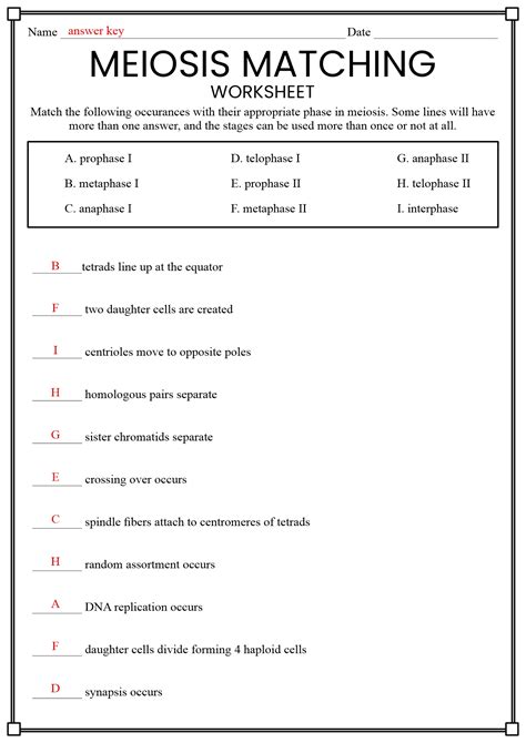 meiosis matching worksheet answer key